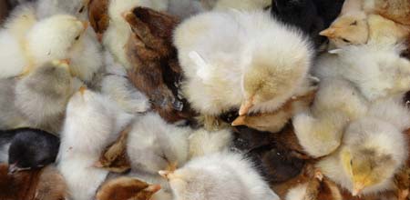Chicks @ Fishers Mobile Farm
